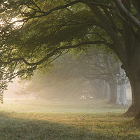 Buy canvas prints of Misty Beeches by David Neighbour