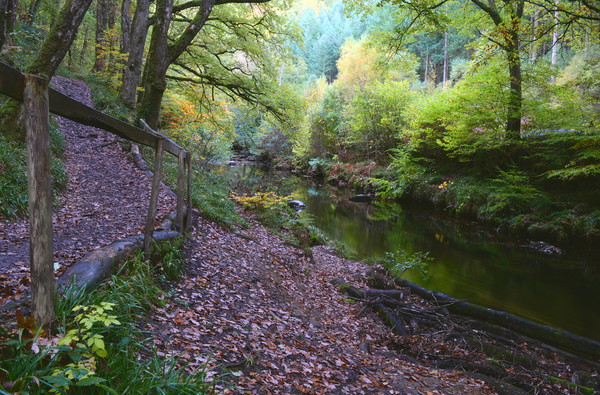 Autumn on the Teign Picture Board by David Neighbour