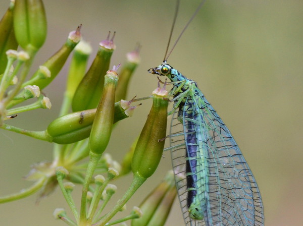 Lacewing on seedheads Picture Board by David Neighbour