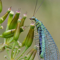 Buy canvas prints of Lacewing on seedheads by David Neighbour