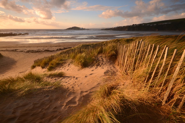 Bantham Beachgrass Picture Board by David Neighbour