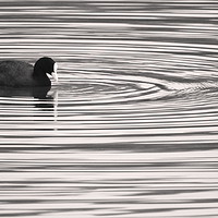 Buy canvas prints of Ripples by David Neighbour