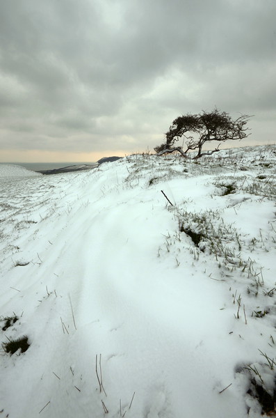 Quarry Hill Snowscape Picture Board by David Neighbour
