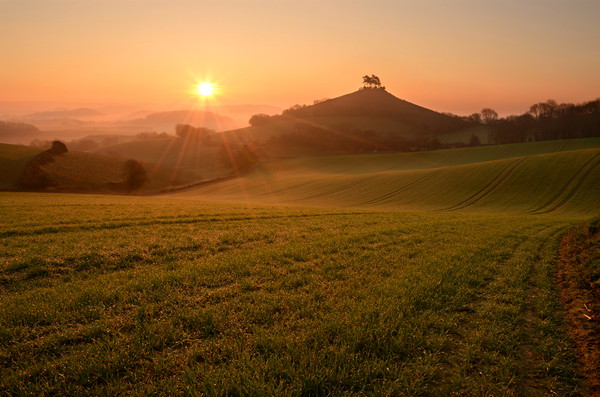 Dewy Morning at Colmer's Hill Picture Board by David Neighbour