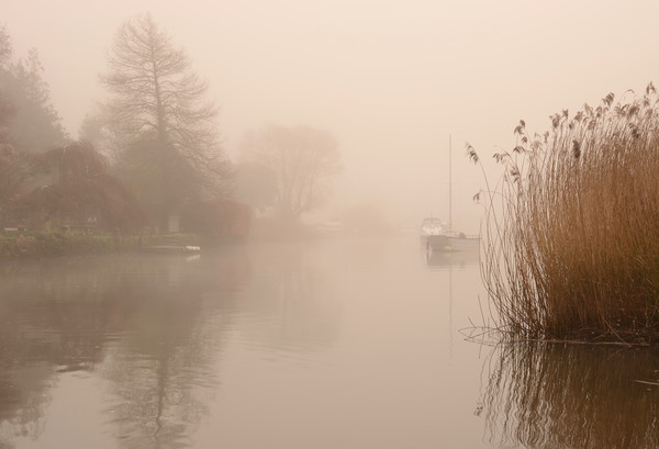 River Frome Mist Picture Board by David Neighbour