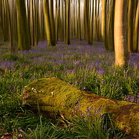 Buy canvas prints of Dorset Bluebell Wood by David Neighbour