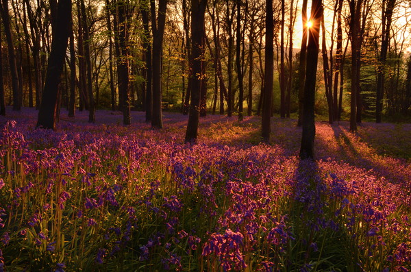 Morning in the Bluebell Wood Picture Board by David Neighbour