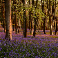 Buy canvas prints of Bluebells square crop by David Neighbour