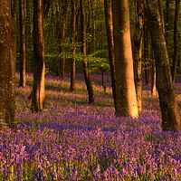 Buy canvas prints of Dorset Woodland by David Neighbour