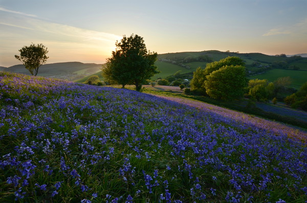 Bluebells at Eype Down Picture Board by David Neighbour