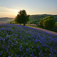 Buy canvas prints of Bluebells at Eype Down by David Neighbour