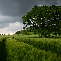 Buy canvas prints of Barley and the lone tree by David Neighbour