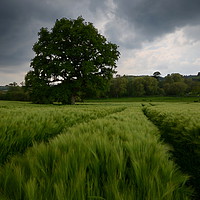 Buy canvas prints of Dorset barley field by David Neighbour