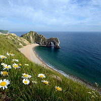 Buy canvas prints of Durdle Daisies by David Neighbour