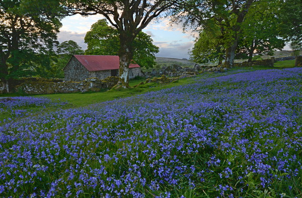 Bluebells at Emsworthy Mire Picture Board by David Neighbour