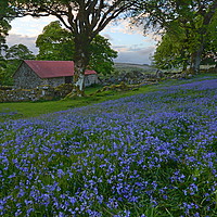 Buy canvas prints of Bluebells at Emsworthy Mire by David Neighbour