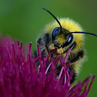 Buy canvas prints of Bumbling Around by David Neighbour