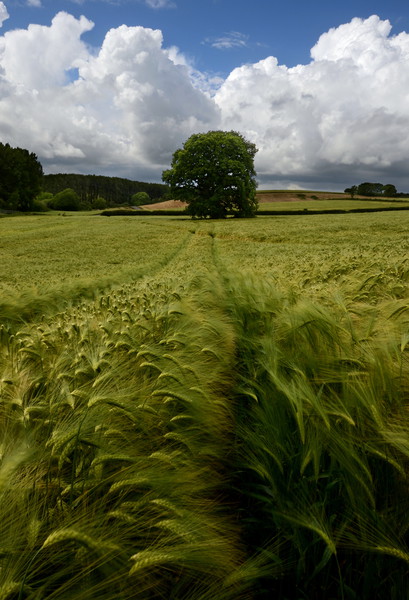 Barley Field - Portrait Picture Board by David Neighbour