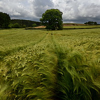 Buy canvas prints of Barley Field - Portrait by David Neighbour