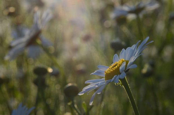 Ox Eye Daisies Picture Board by David Neighbour