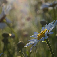 Buy canvas prints of Ox Eye Daisies by David Neighbour