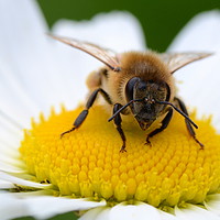 Buy canvas prints of Honey bee by David Neighbour