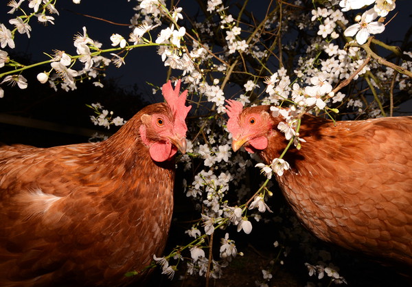 Spring Chickens Picture Board by David Neighbour