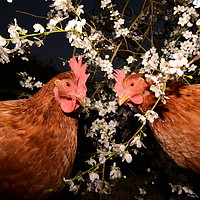 Buy canvas prints of Spring Chickens by David Neighbour