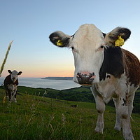 Buy canvas prints of Cows of Golden Cap by David Neighbour