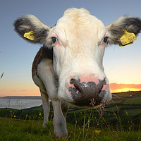 Buy canvas prints of Cow and The Cap by David Neighbour