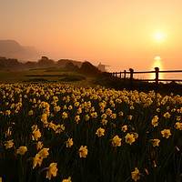 Buy canvas prints of Sidmouth in Spring by David Neighbour