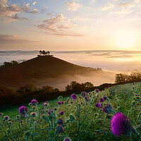 Buy canvas prints of Thistles at Colmer's Hill by David Neighbour
