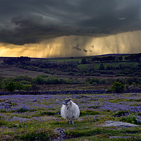 Buy canvas prints of Sheep and Shower by David Neighbour