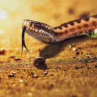 Buy canvas prints of Adder Basking by David Neighbour