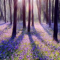 Buy canvas prints of Morning in a Bluebell Wood by David Neighbour