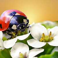 Buy canvas prints of Ladybird on Watercress by David Neighbour