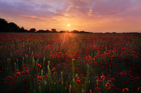 Dorset Poppy Field Picture Board by David Neighbour