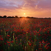 Buy canvas prints of Dorset Poppy Field by David Neighbour
