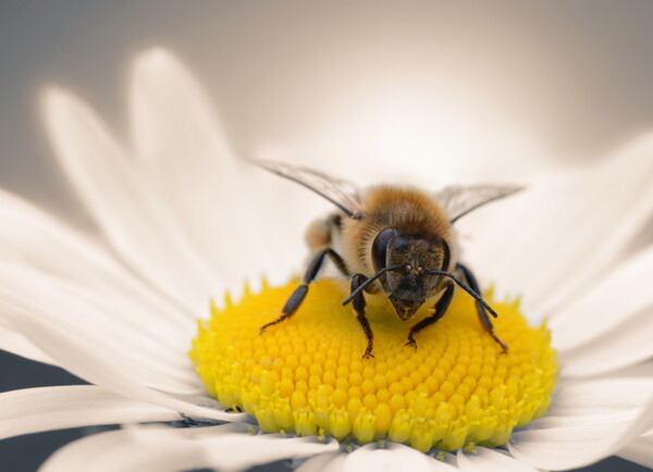 Honey Bee on Daisy Picture Board by David Neighbour
