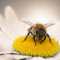Buy canvas prints of Honey Bee on Daisy by David Neighbour