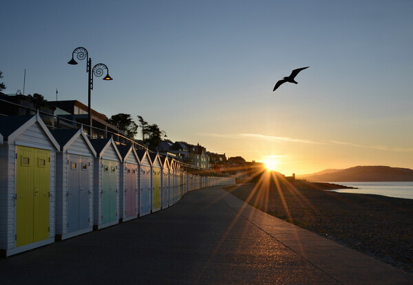 Lyme Regis Beach Huts Picture Board by David Neighbour