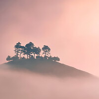 Buy canvas prints of Trees in the Mist by David Neighbour