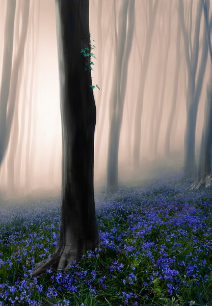 Mystical Misty Woods Picture Board by David Neighbour