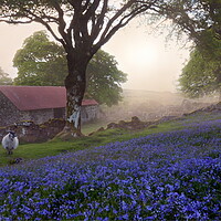 Buy canvas prints of Dartmoor Bluebells by David Neighbour