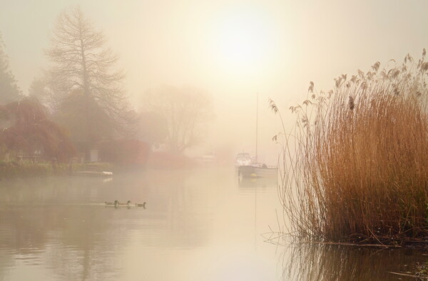 Wareham Mists Landscape Crop Picture Board by David Neighbour