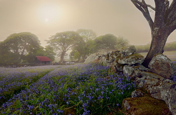 Dartmoor in Spring Picture Board by David Neighbour