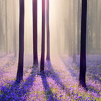 Buy canvas prints of Silhouettes in a Bluebell Wood by David Neighbour