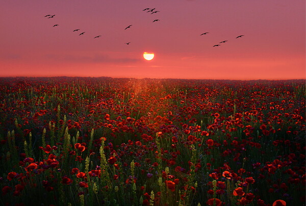Poppy Sunset Picture Board by David Neighbour