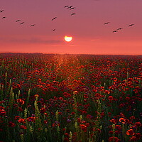 Buy canvas prints of Poppy Sunset by David Neighbour