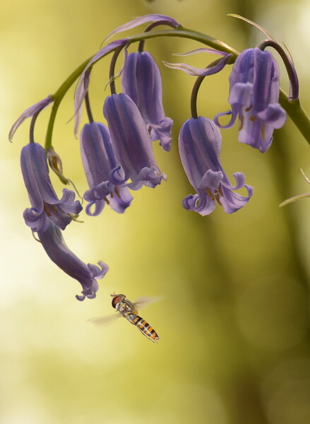 Hoverfly on Bluebell Picture Board by David Neighbour